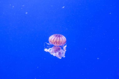Okyanus ısırgan otu chrysaora melanaster denizanası. Canlı Pembe Ağızlar
