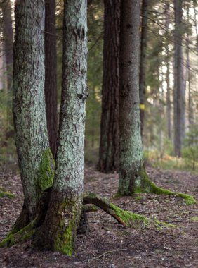 Mistik Woods, yaşlı meşe ağacının kökleri üzerinde doğal yeşil yosun. 