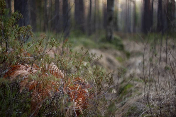 Mystical Woods, Natural green moss and dry orange fern — Stock Photo, Image