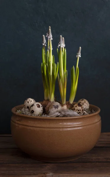 Quail eggs in a bowl with muscari flowers. — Stock Photo, Image