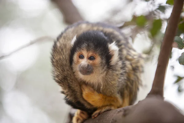 Close up retrato de Squirrel macaco, Saimiri oerstedii, sentado — Fotografia de Stock