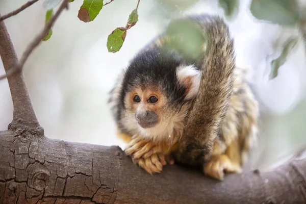 Nahaufnahme Porträt des Eichhörnchen-Affen, saimiri oerstedii, sitzend — Stockfoto