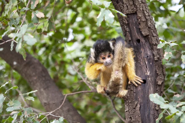 Macaco-esquilo, Saimiri oerstedii, sentado no tronco da árvore — Fotografia de Stock