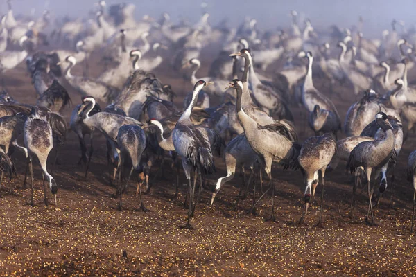 Large flock of cranes eats grain feed.  Migrating birds