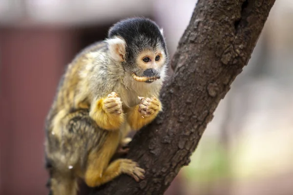 Macaco-esquilo, Saimiri oerstedii, sentado no tronco da árvore — Fotografia de Stock