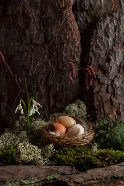 Ninho de pássaros Com ovos ao pé de uma árvore em uma floresta de primavera — Fotografia de Stock