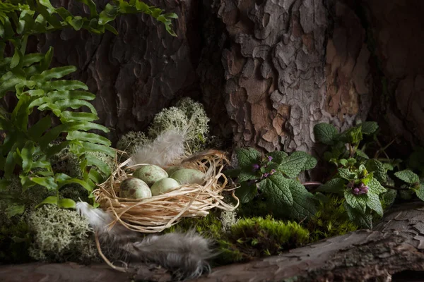 Ninho de pássaros Com ovos ao pé de uma árvore em uma floresta de primavera — Fotografia de Stock