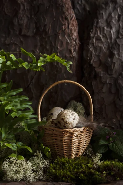 Œufs de caille dans le panier au pied d'un arbre dans une forêt printanière — Photo