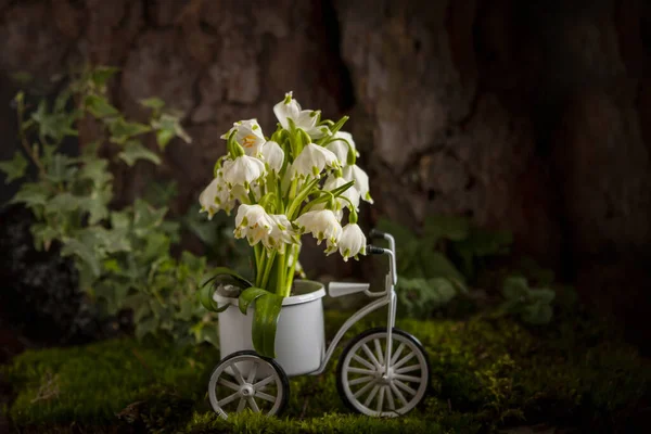 Beautiful First Spring Snowdrop Flowers Toy Bike Basket Moss Forest — Stock Photo, Image