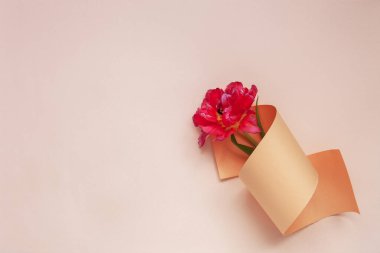 Pastel arka planda kağıt girdabında güzel kırmızı lale manzarası