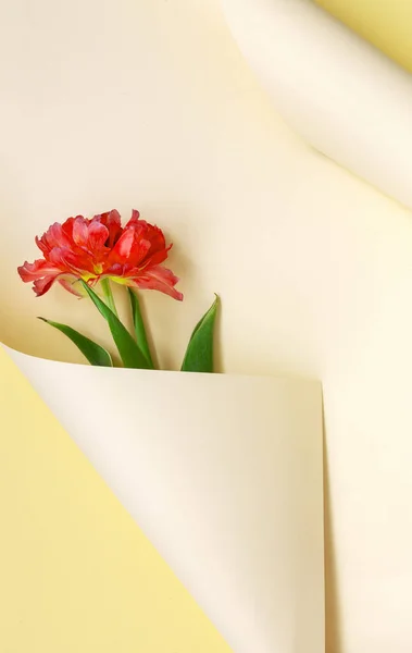 Vista Dall Alto Bellissimo Tulipano Rosso Fresco Vortice Carta Sfondo — Foto Stock