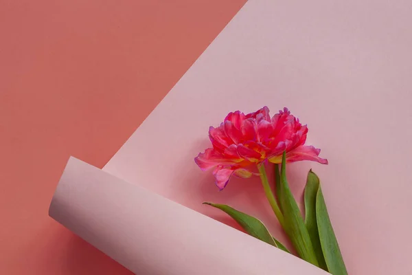 Bovenaanzicht Van Mooie Frisse Rode Tulp Papieren Werveling Pastelkleurige Achtergrond — Stockfoto