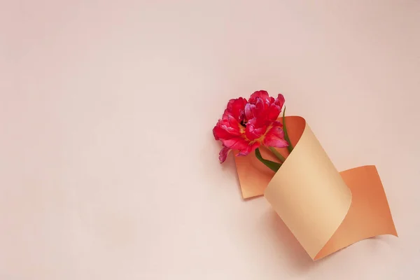 Draufsicht Auf Schöne Frische Rote Tulpe Papierwirbel Auf Pastellfarbenem Hintergrund — Stockfoto