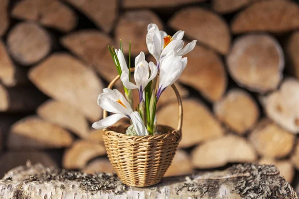 Crocuses First Spring Flowers Small Basket Firewood Background — Stock Photo, Image