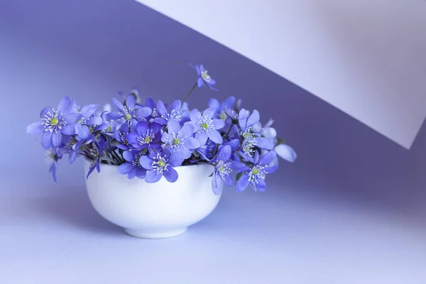 Fresh Bouquet Delicate Spring Flowers Liverwort Hepatica Nobilis White Vase — Stock Photo, Image