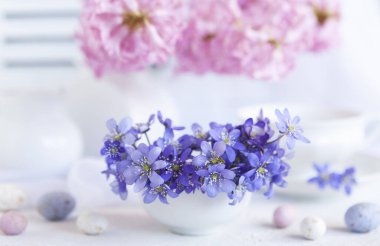 Karaciğer otu Hepatica Nobilis 'in taze bahar çiçekleri beyaz arka planda beyaz bir vazoda.