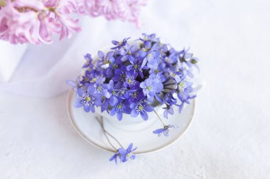  Karaciğer otu Hepatica Nobilis 'in taze bahar çiçekleri beyaz arka planda beyaz bir vazoda.