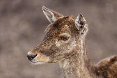 Geyik kafasının yakın çekimi. Doğal arka planda bir hayvanın portresi