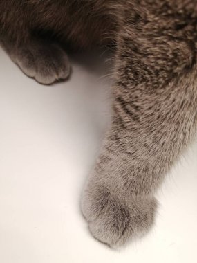Beyaz arka planda gri kedi patisi