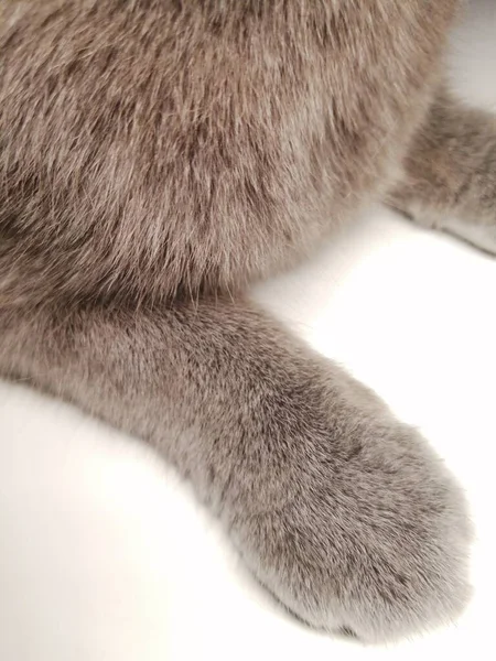 Grey cat\'s paw on a white background