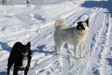 İki köpek köyde kış gün boyunca yürümek. Köpekler-insanın en iyi dostu. Bazı yerleşim noktaları köpekler serbestçe köy ve şehirler sokaklarında yürümek. Çünkü onların iyi yün kış aylarında çalışan köpekler soğuk değil. Akıllı, köpekler ve