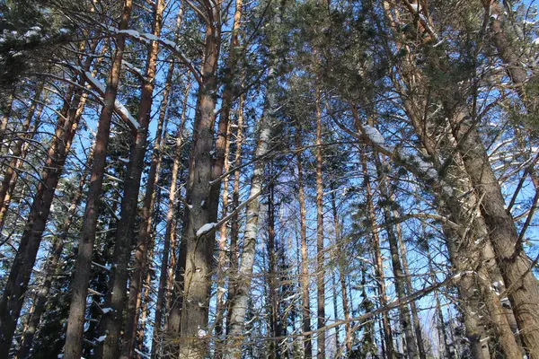 Bosque Coníferas Invierno Contra Cielo Azul Hermosos Bosques Coníferas Que — Foto de Stock