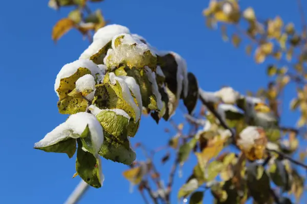 Snow Leaves Tree Autumn Photo Trees Snow Fall Time Year — ストック写真