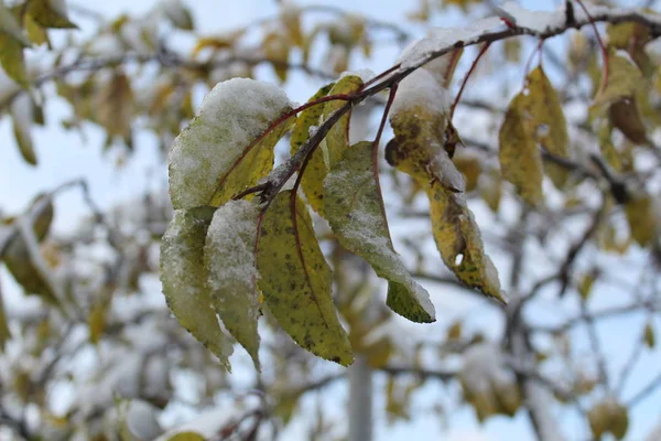 Neve Nas Folhas Uma Árvore Outono Árvores Fotográficas Tempo Neve — Fotografia de Stock