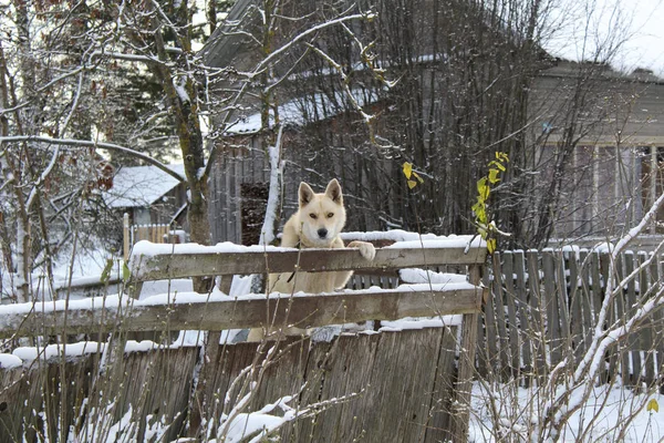 big dog guarding the house / Photo of a big dog.the animal guards the house.a pet looks over a wooden fence.