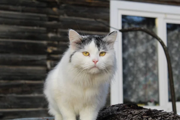 fluffy white cat on the street in the countryside / Photo fluffy white cat.the pet is outdoors.the animal sits on a woodpile.time of year winter.countryside.