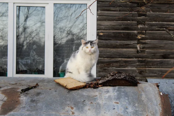 fluffy white cat on the street in the countryside / Photo fluffy white cat.the pet is outdoors.the animal sits on a woodpile.time of year winter.countryside.