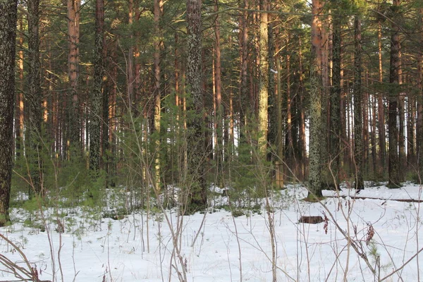 Tall Park Hösten Soligt Väder Foto Tallskog Det Finns Många — Stockfoto