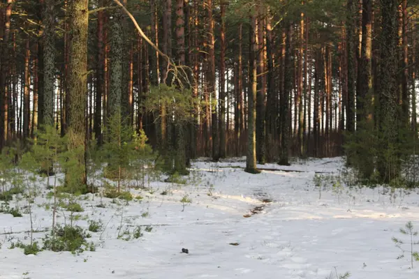 pine Park in autumn in Sunny weather / Photo pine forest.there are many coniferous trees in the Park.sunny weather.the fall of the year.in some places it\'s snowing.beautiful scenery.