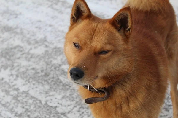 Cão Vermelho Rua Inverno Close Foto Lobo Estimação Doméstico Dog — Fotografia de Stock
