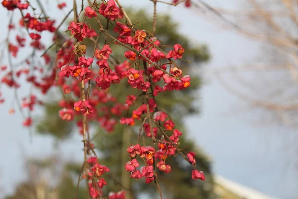 Rama Del Espino Cerval Mar Bush Con Frutos Otoño Foto — Foto de Stock