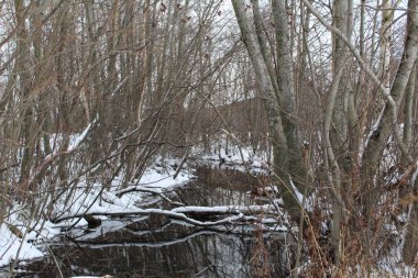 Ormanda sonbaharda nehir ve kar, ormanda akar. Mevsim sonbaharda sonbaharda. Ağaçlar yapraksız, çıplak olur..