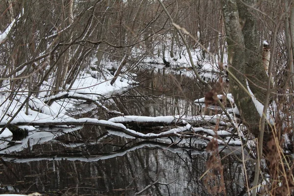 Река Снег Лесу Осенью Фото Леса Река Плавает Forest Сезон — стоковое фото