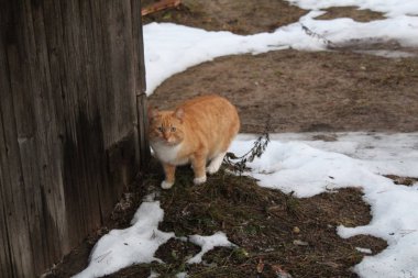 Kırsal kesimdeki kırmızı kedi / fotoğraf kedisi. Hayvan sokakta. Kırmızı beyaz kürk. Hayvan tahtadan yapılmış ahşap bir çitin yanında yürüyor. Yılın düşüşü. Yerde beyaz kar var..