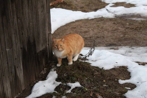 red cat on the street in the countryside / photo cat.the animal is on the street. fur from red and white.the animal walks next to a wooden fence made of boards.the fall of the year.there is white snow on the ground.the mammal walks.