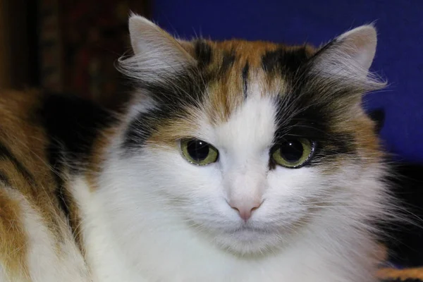 Pieniądze Kot Tricolor Krześle Zdjęcie Portret Pet Have Pieniądze Koty — Zdjęcie stockowe