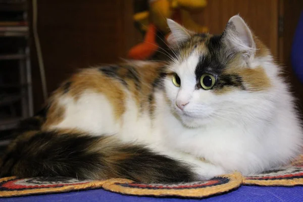 money cat tricolor on a chair / photo portrait of a pet.have money cats fur three flowers:white, brown, black.the animal is beautiful, cute.kitty as a happy amulet.tricolor cats bring happiness and good luck.