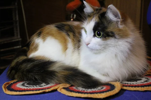 money cat tricolor on a chair / photo portrait of a pet.have money cats fur three flowers:white, brown, black.the animal is beautiful, cute.kitty as a happy amulet.tricolor cats bring happiness and good luck.