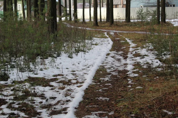 trail and snow in the pine forest frosty autumn / photo of the road in the pine Park.the season is late autumn.in places there is snow.the grass is dry, brown.bushes without leaves. the forest is a beautiful place to walk.