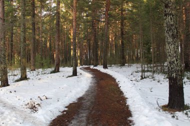 Çam ormanlarında kar ve yol izleri, çam parkındaki buzlu sonbahar / yolun fotoğrafı. Mevsim sonbaharın sonlarındadır. Bazı yerlerde kar vardır. Çimler kuru, kahverengi, yapraksız çalılardır. Orman yürümek için güzel bir yerdir..