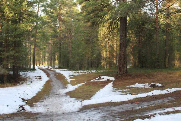 Trilha Neve Floresta Pinheiros Outono Gelado Foto Estrada Pinho Park — Fotografia de Stock