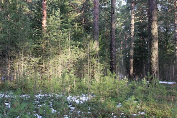 Wanderweg Und Schnee Kiefernwald Frostiger Herbst Foto Der Straße Kiefernpark — Stockfoto