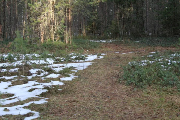 Szlak Śnieg Sosnowym Lesie Mroźna Jesień Zdjęcie Drogi Sosnowym Parku — Zdjęcie stockowe