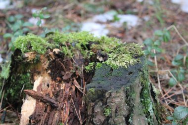 Ormanda sonbaharda yaşlı ağaç kütüğü. Ormandaki bir kütüğün yakın plan fotoğrafı. Üzerinde yeşil yosun var. Çam ağacından yapılmış kuru iğneler..