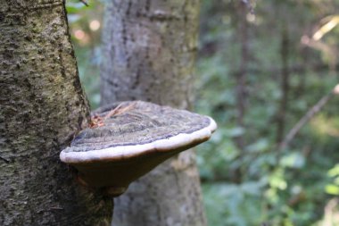 Ormandaki bir ağaç gövdesindeki raf mantarı ve raf mantarının fotoğrafı. Ağacın gövdesinde bulunuyor. Ormandaki ağaçların üzerinde yeşil yosun. Mevsim yaz..