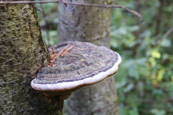 shelf fungus on a tree trunk in the forest / photo ofshelf fungus . it is located on the trunk of a tree.green moss on the bark.trees in the forest.the season is summer.